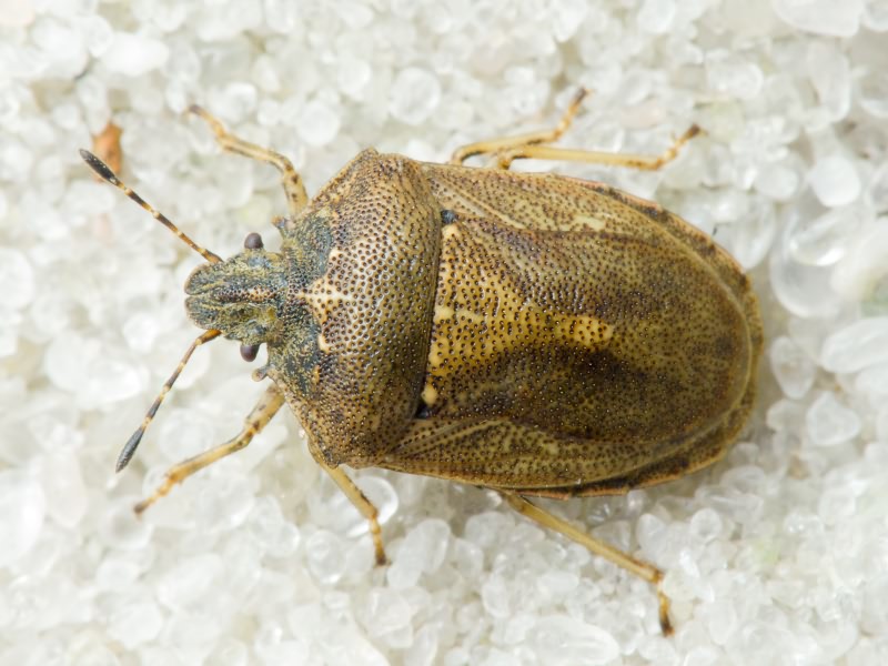 Podops (Opocrates) rectidens Horváth, 1883